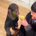 Schoolboy Makes Fun Of Sad Baby Chimp By Offering It A Drink…