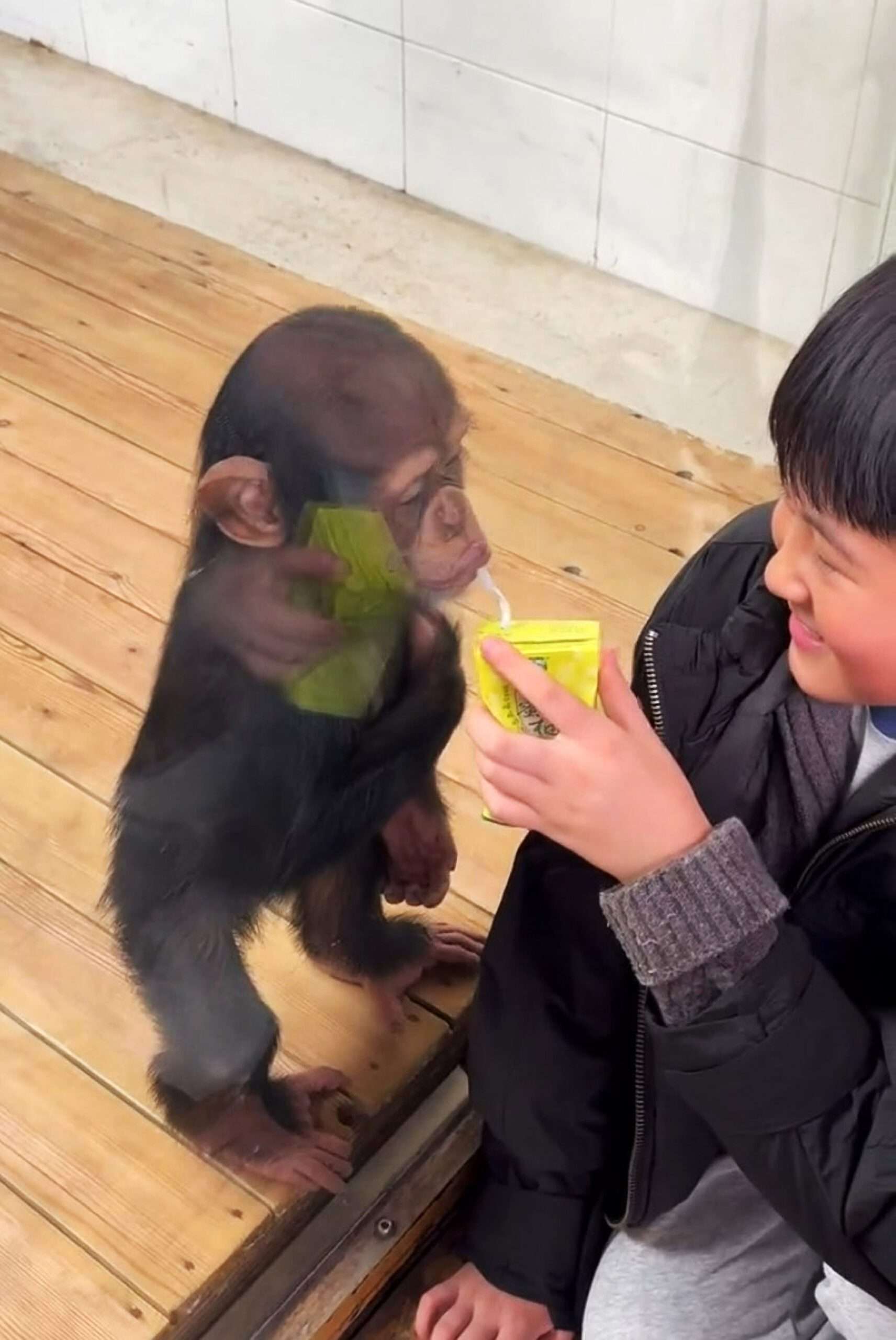 Read more about the article Schoolboy Makes Fun Of Sad Baby Chimp By Offering It A Drink Despite Glass Cage