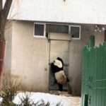 Standing Panda Bangs On Door, Has Many Convinced It Is A Human…