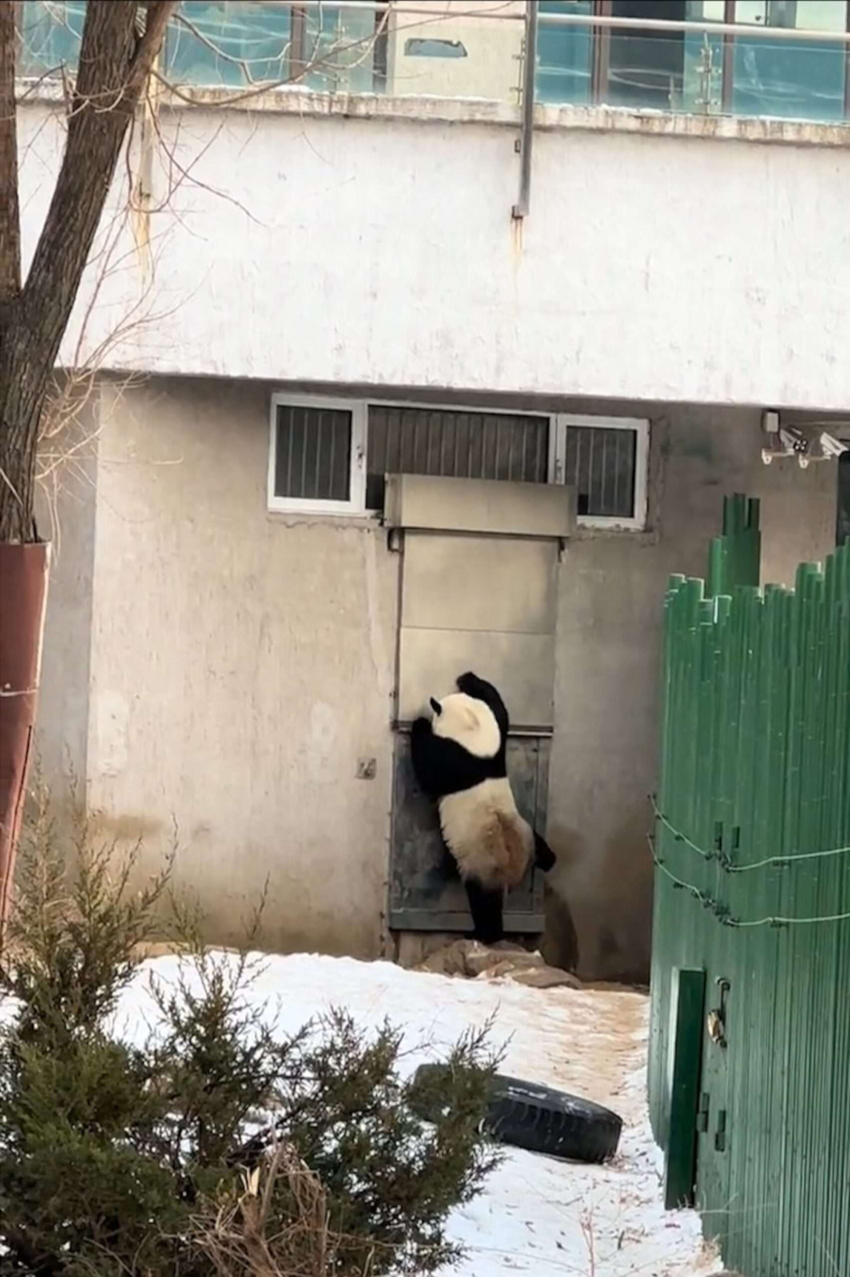Read more about the article Standing Panda Bangs On Door, Has Many Convinced It Is A Human In Bear Costume