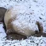Rare Brown Panda Curls Up For Nap In Falling Snow