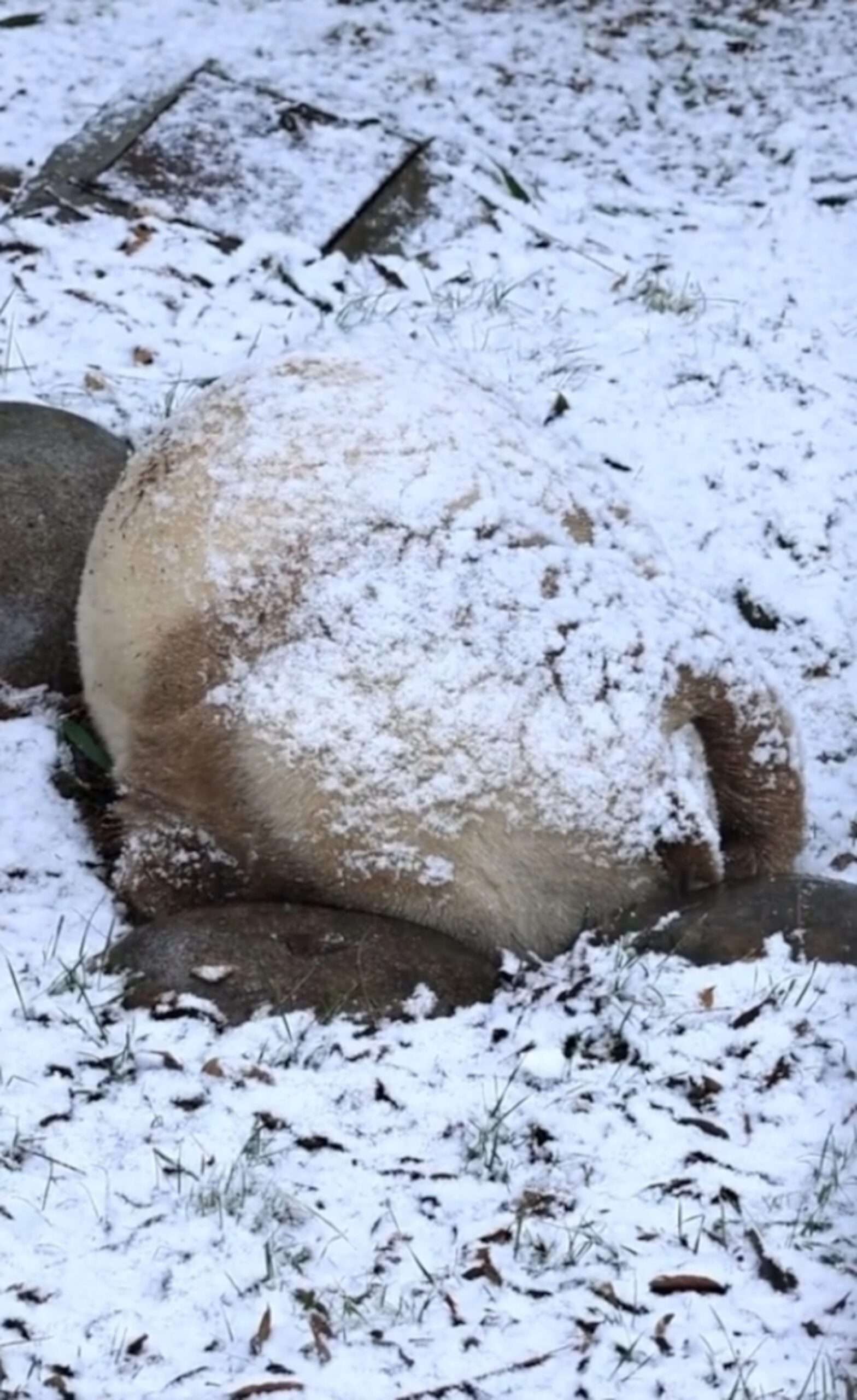 Read more about the article Rare Brown Panda Curls Up For Nap In Falling Snow