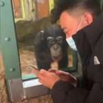 Chimpanzee Amazed By Zoo Goer’s Smartphone Demonstration