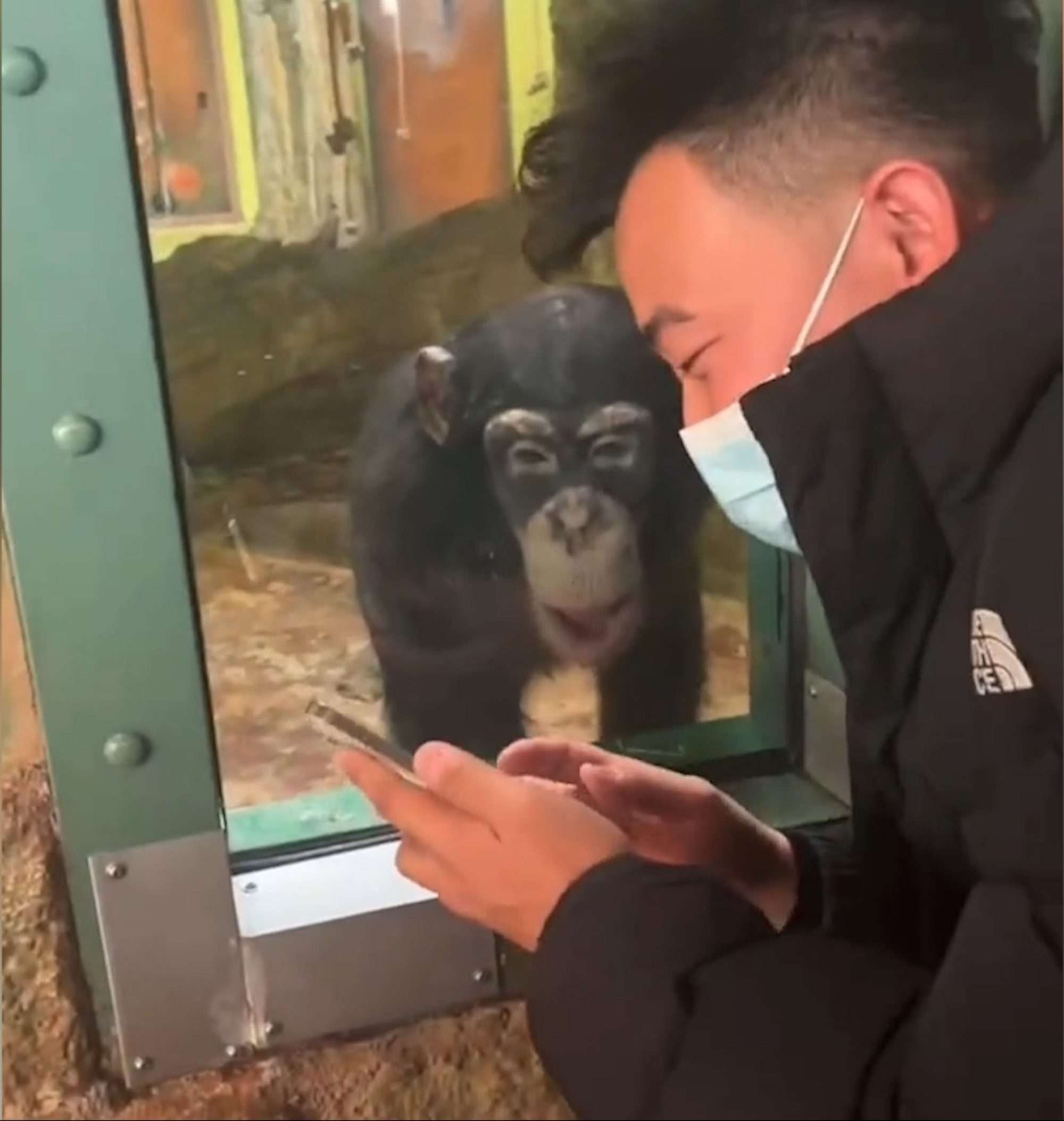 Read more about the article Chimpanzee Amazed By Zoo Goer’s Smartphone Demonstration