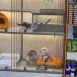 Two Puppies’ Quarrel Delights Visitors At Pet Shop