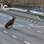 One-Horned Stag Slips After Running Through Red Light On Chinese Street