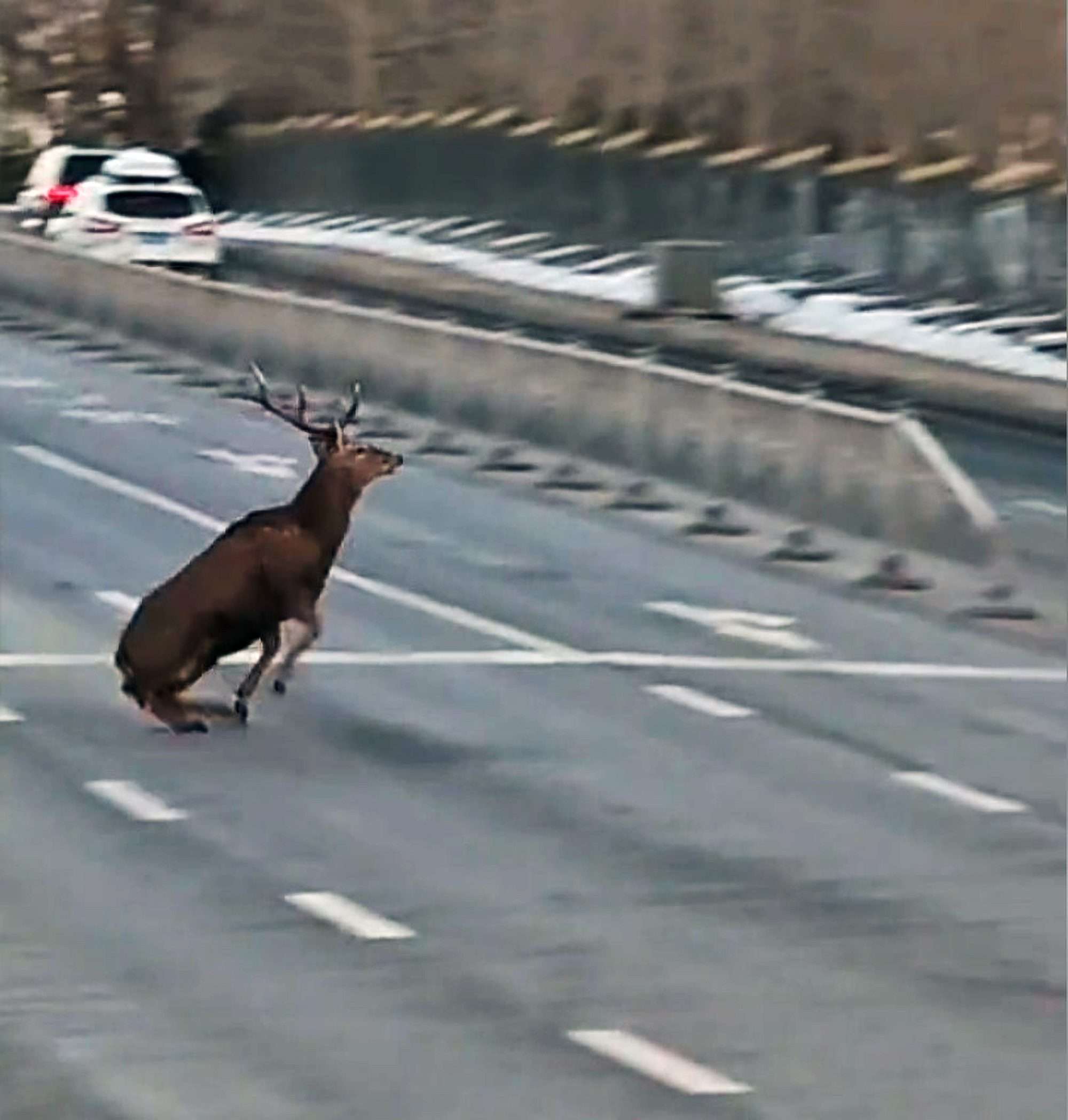 Read more about the article One-Horned Stag Slips After Running Through Red Light On Chinese Street