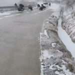 Hilarious Moment Group Of Cattle Repeatedly Slip Down Frozen Slope