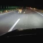 Siberian Tiger Walks In Front Of Puzzled Driver Mid Road