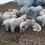 Plan By Kindhearted Farmer To Warm Up Flock Backfires When Lambs Catch…
