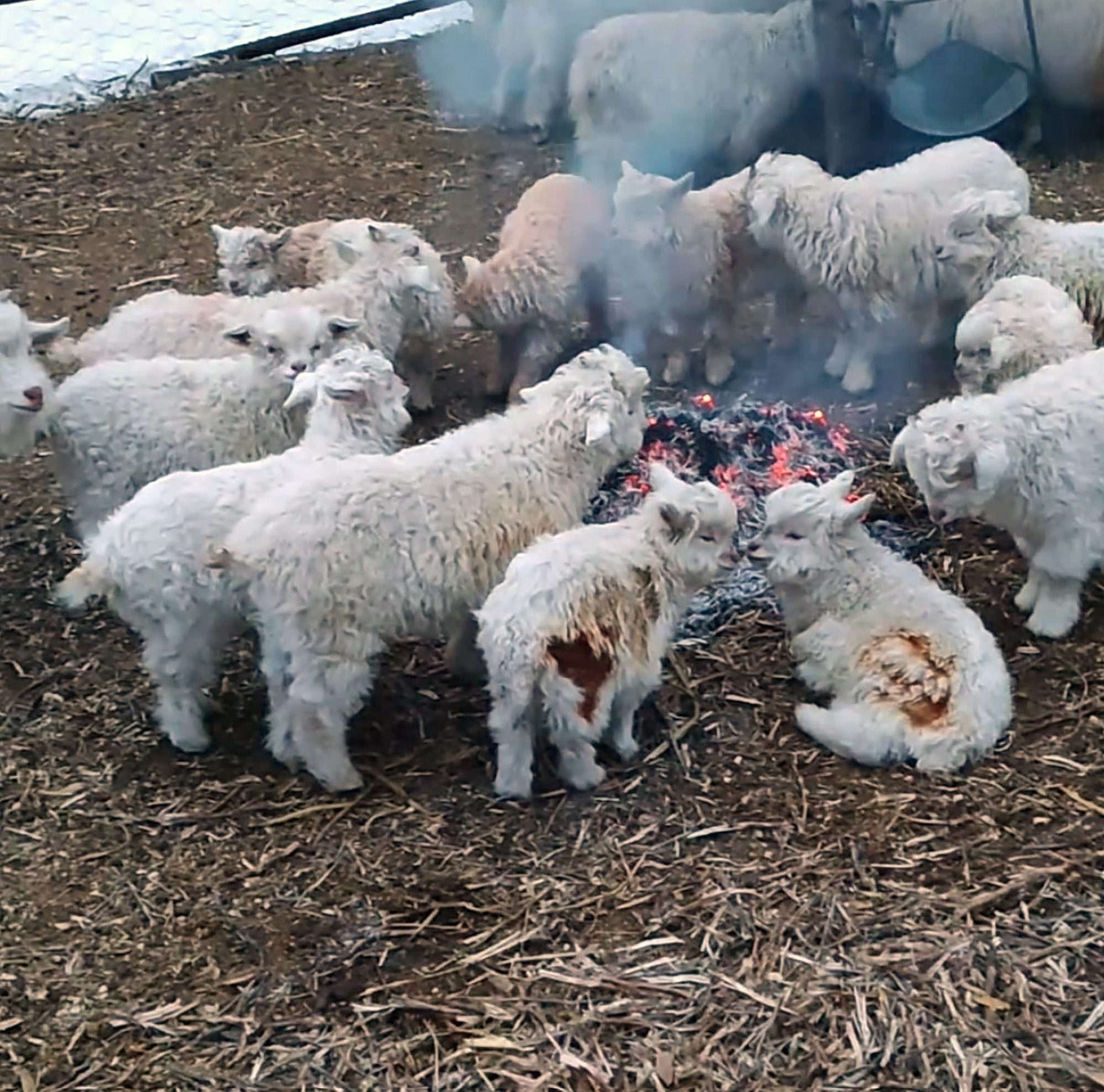 Read more about the article Plan By Kindhearted Farmer To Warm Up Flock Backfires When Lambs Catch Alight