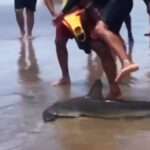 Baby Shark Rescued After Bumping Into Swimmers