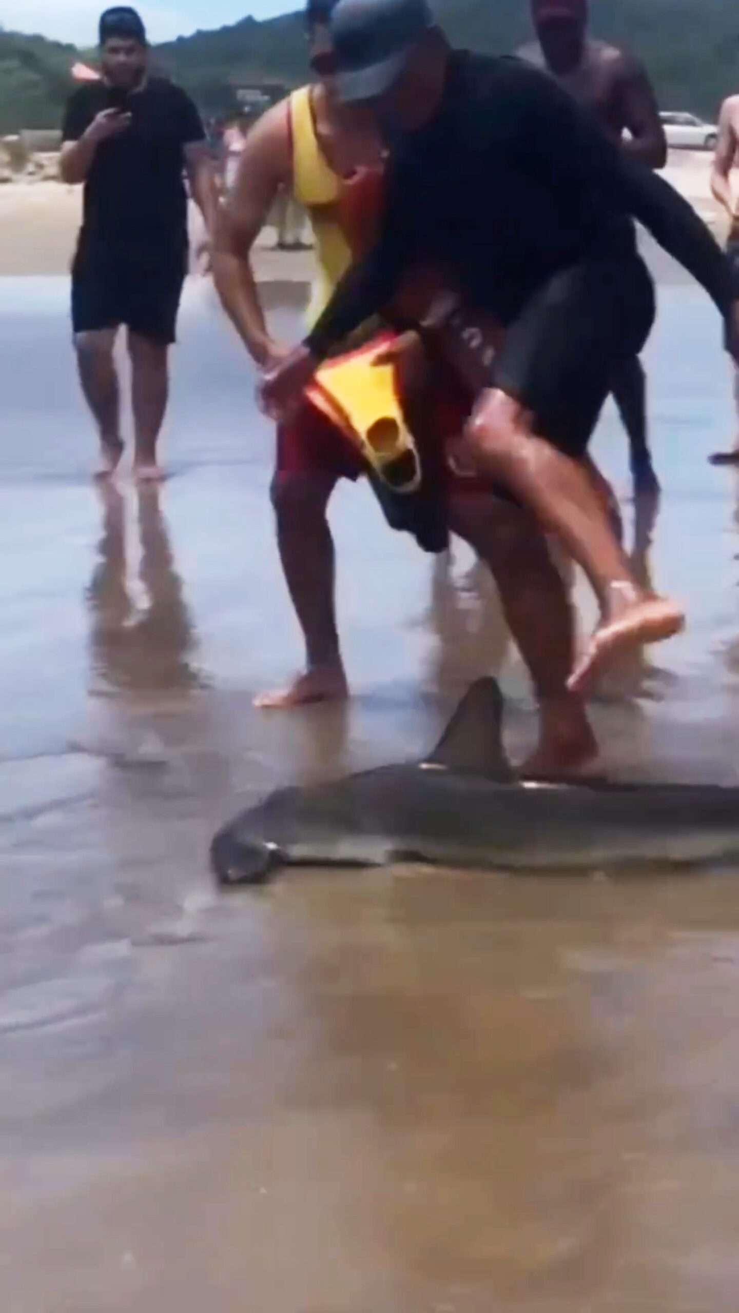 Read more about the article Baby Shark Rescued After Bumping Into Swimmers