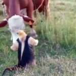 Feisty Anteater Takes On Herd Of Cows