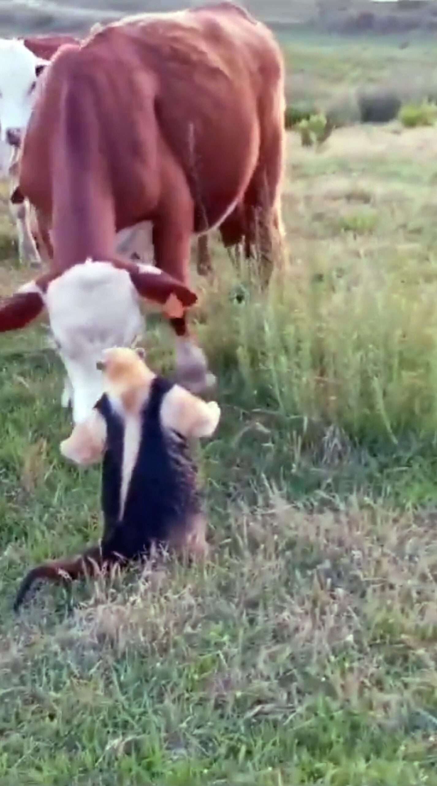 Read more about the article Feisty Anteater Takes On Herd Of Cows