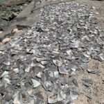 Fury As Hundreds Of Fins Removed From Endangered Sharks Found Drying In…