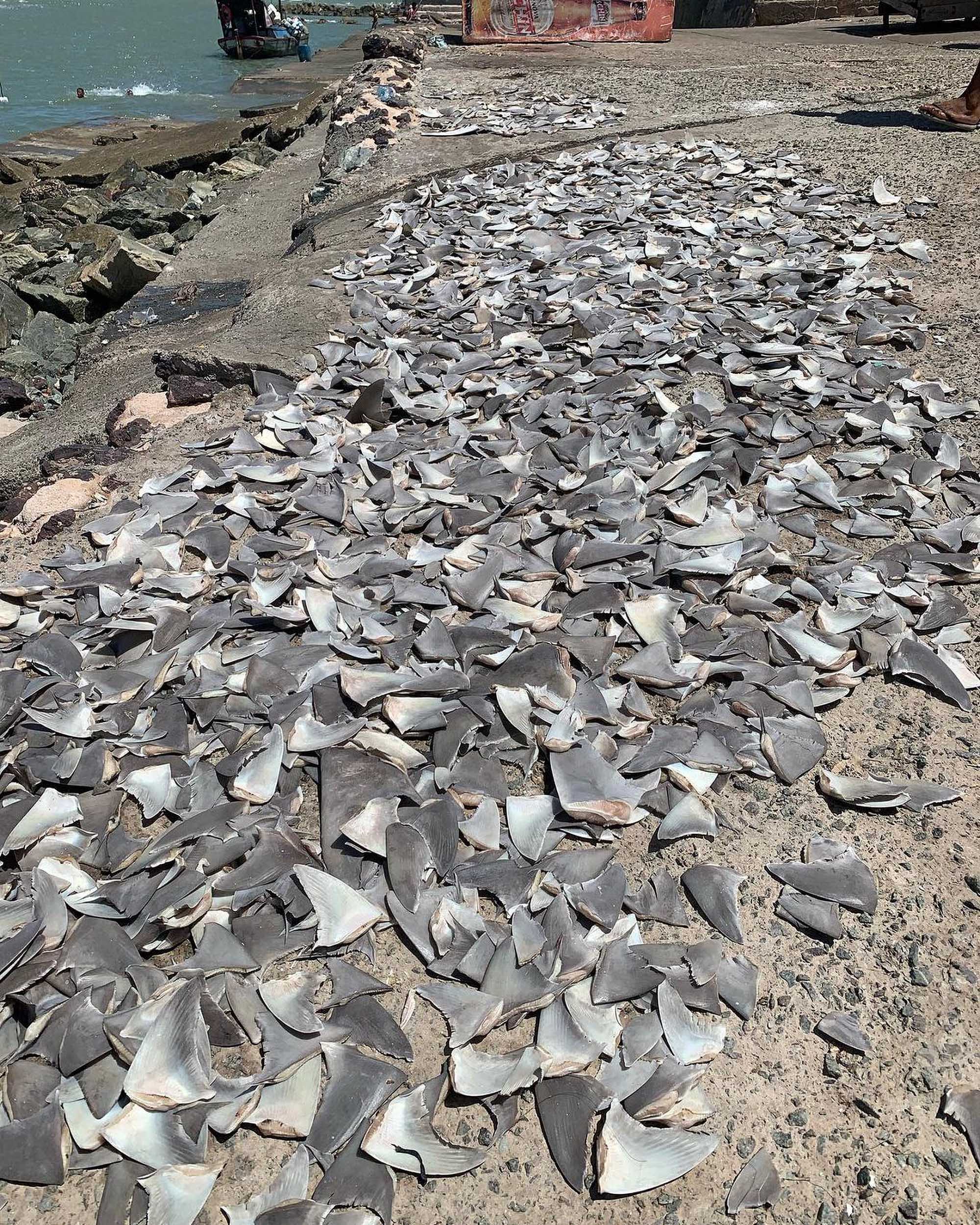 Read more about the article Fury As Hundreds Of Fins Removed From Endangered Sharks Found Drying In Sun