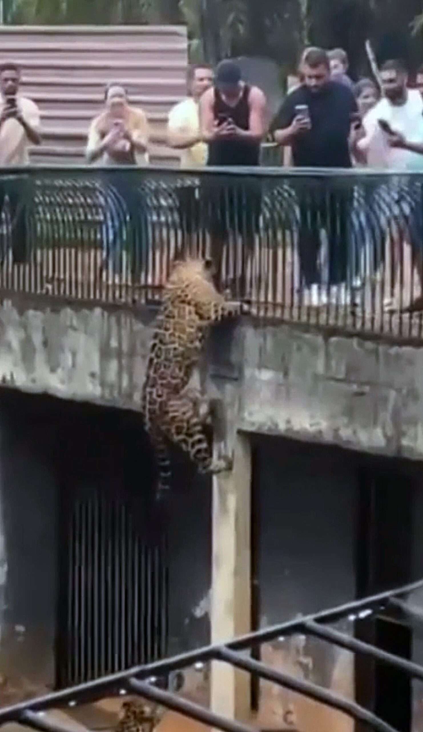 Read more about the article Big Cat Tries To Climb Out Of Zoo Enclosure
