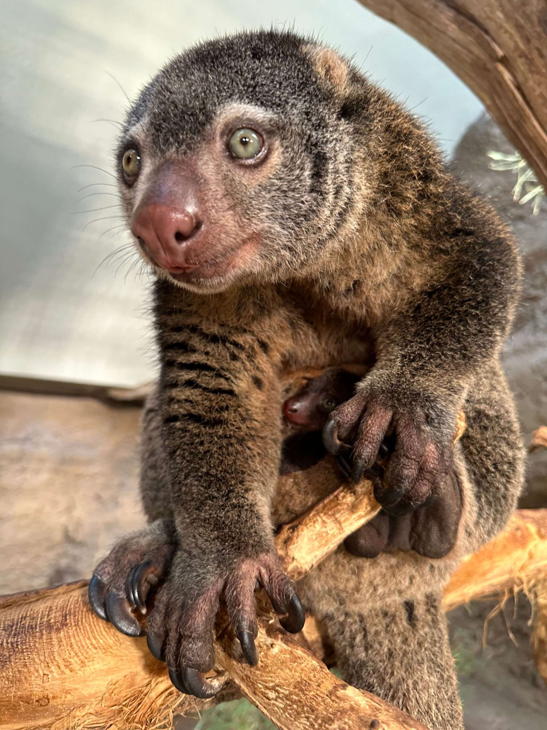 Read more about the article Adorable Baby Cuscus Cub Snuggles Up To Mum