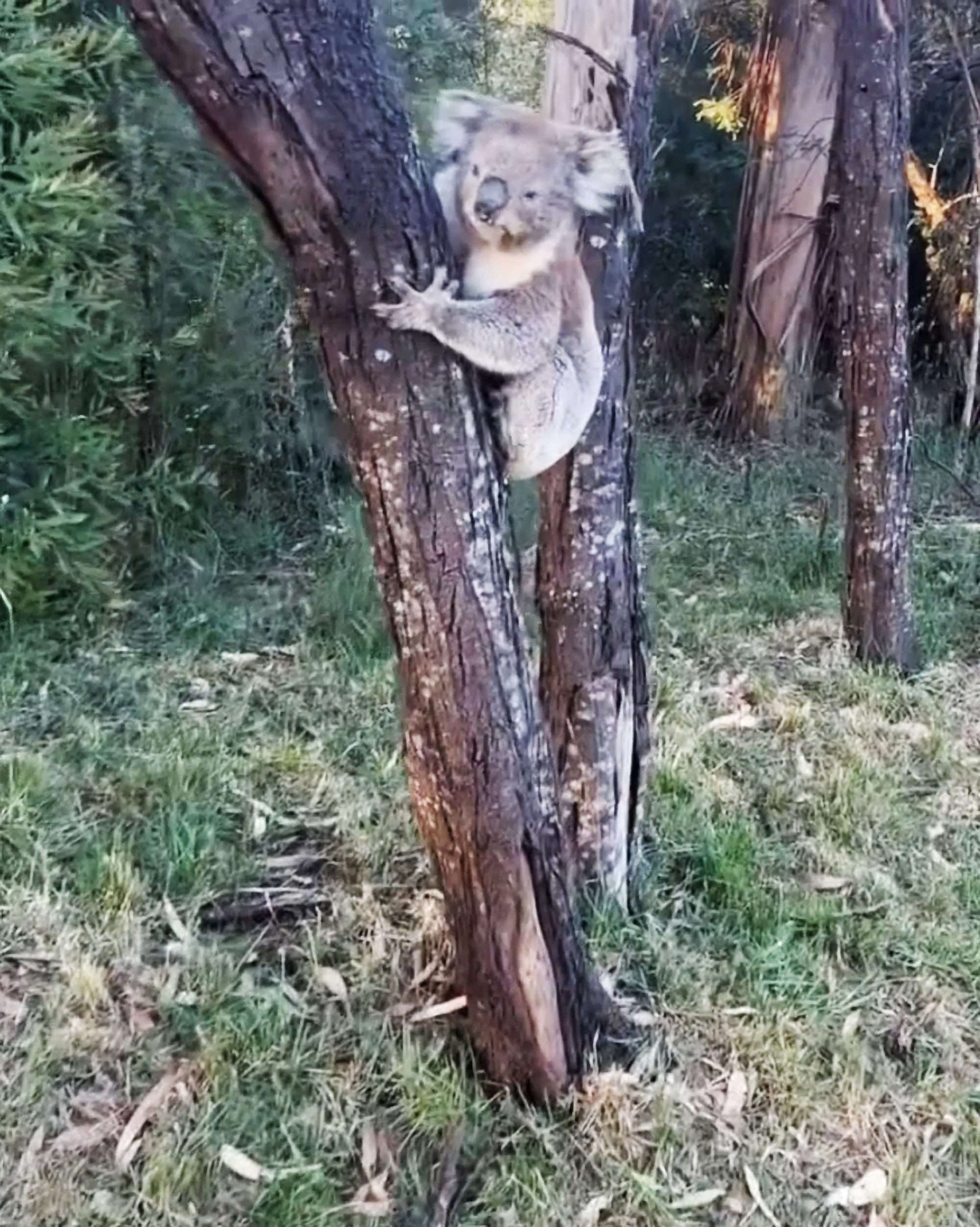 Read more about the article Beekeeper Encounters Koala Trying To Look Inconspicuous Near His Hives