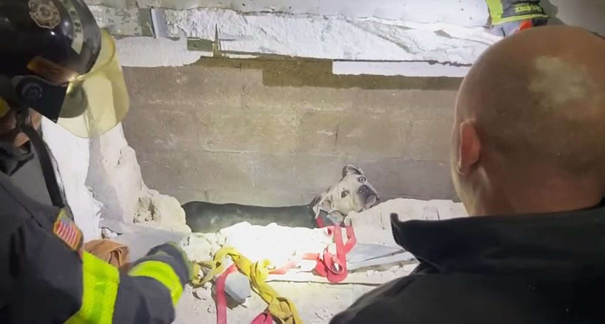Read more about the article Pooch Wedged Between Two Walls Freed By Firefighters