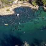 Hundreds Of Manatees Gather By Shore To Seek Refuge From Chilly Temperatures