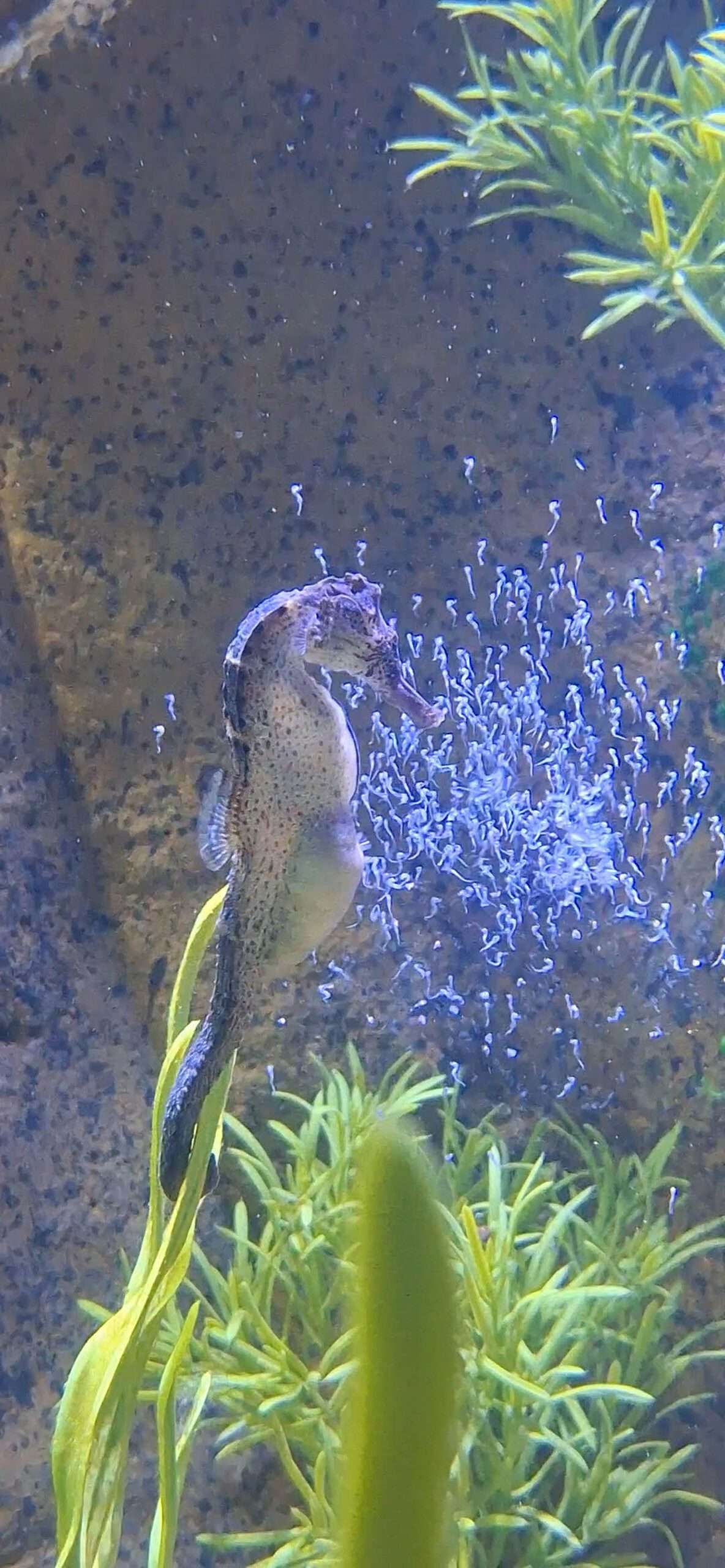 Read more about the article Magical Moment Dad Gives Birth To Hundreds Of Baby Seahorses