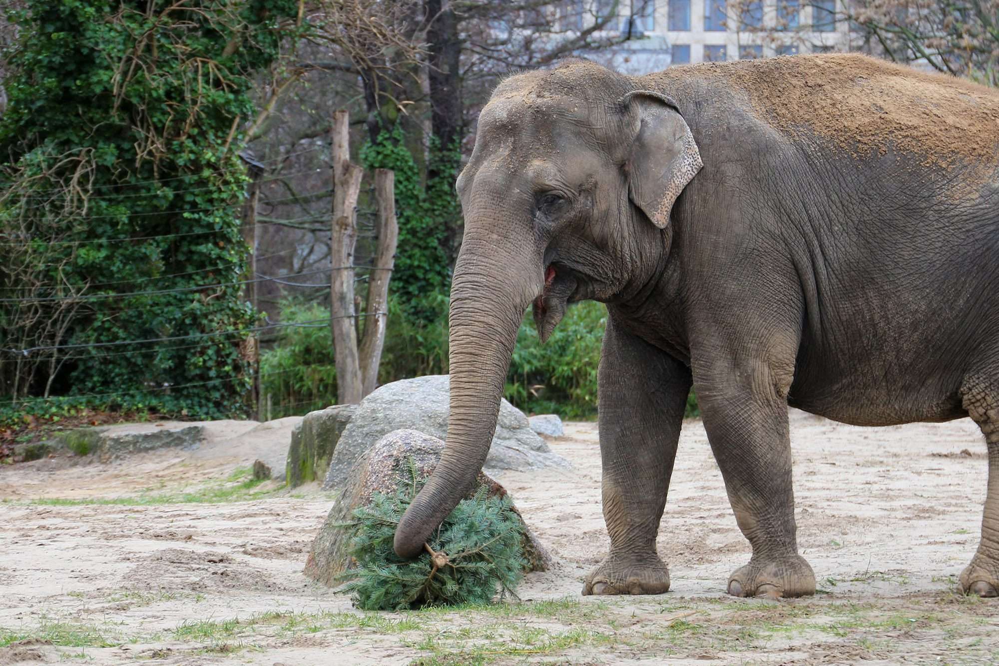 Read more about the article Zoo Recycles Scrapped Christmas Trees For New Year Feast