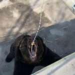 Visitor Pours Goat Milk From Bottle Into Black Bear’s Throat At Zoo…
