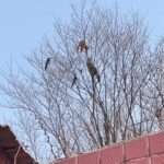 Two Magpies ‘Cheer On’ As Cats Brawl On Top Of A Tree…