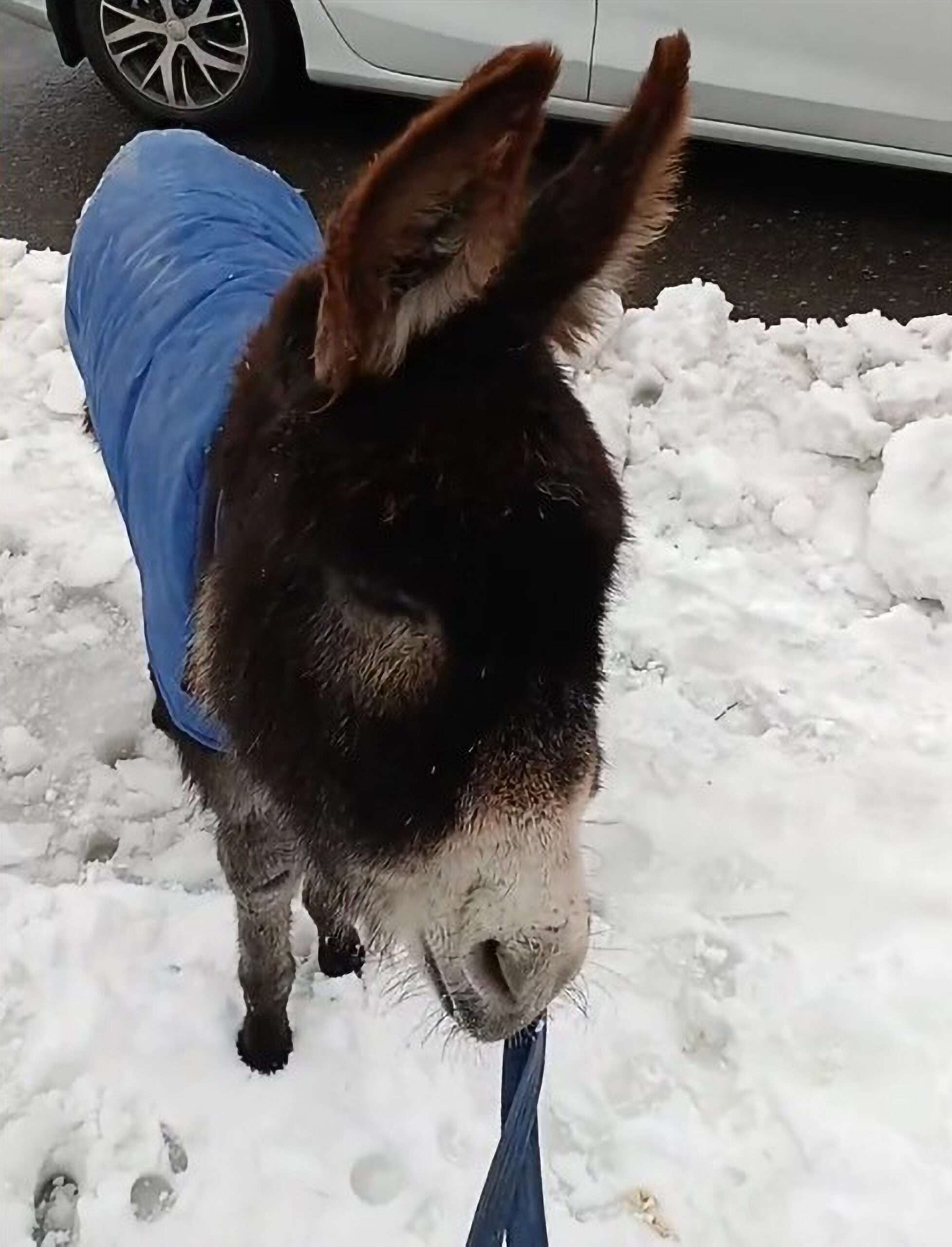 Read more about the article Woman Takes Pet Donkey For Ride Around Town To Celebrate Lunar New Year