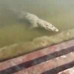 Heart-Stopping Video Shows Spectators Terrified After Seeing Crocodile Lurk Near Riverbank