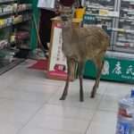 Deer Drugstore