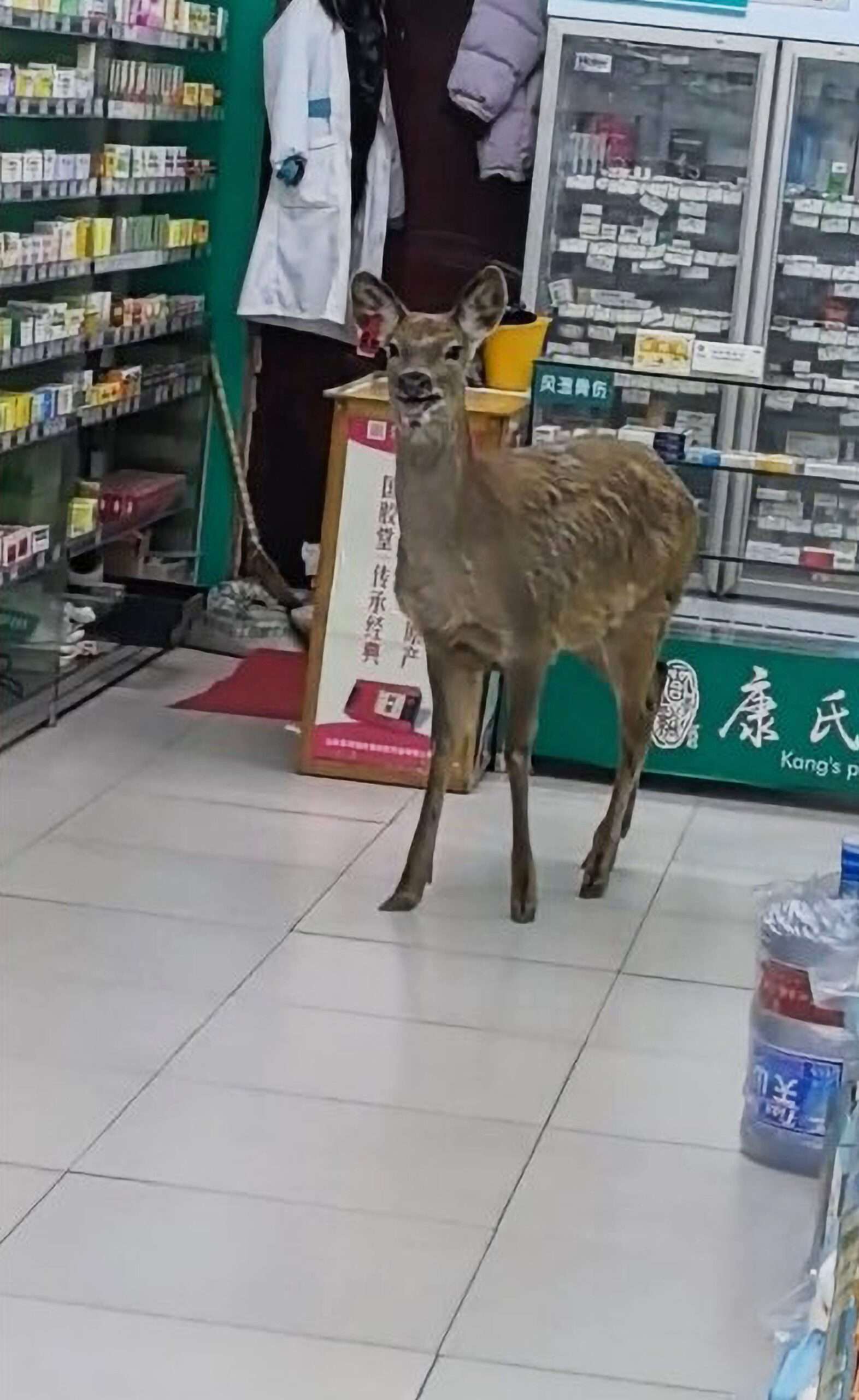 Read more about the article Deer Startles Pharmacist And Customer After Suddenly Walking Into Drugstore