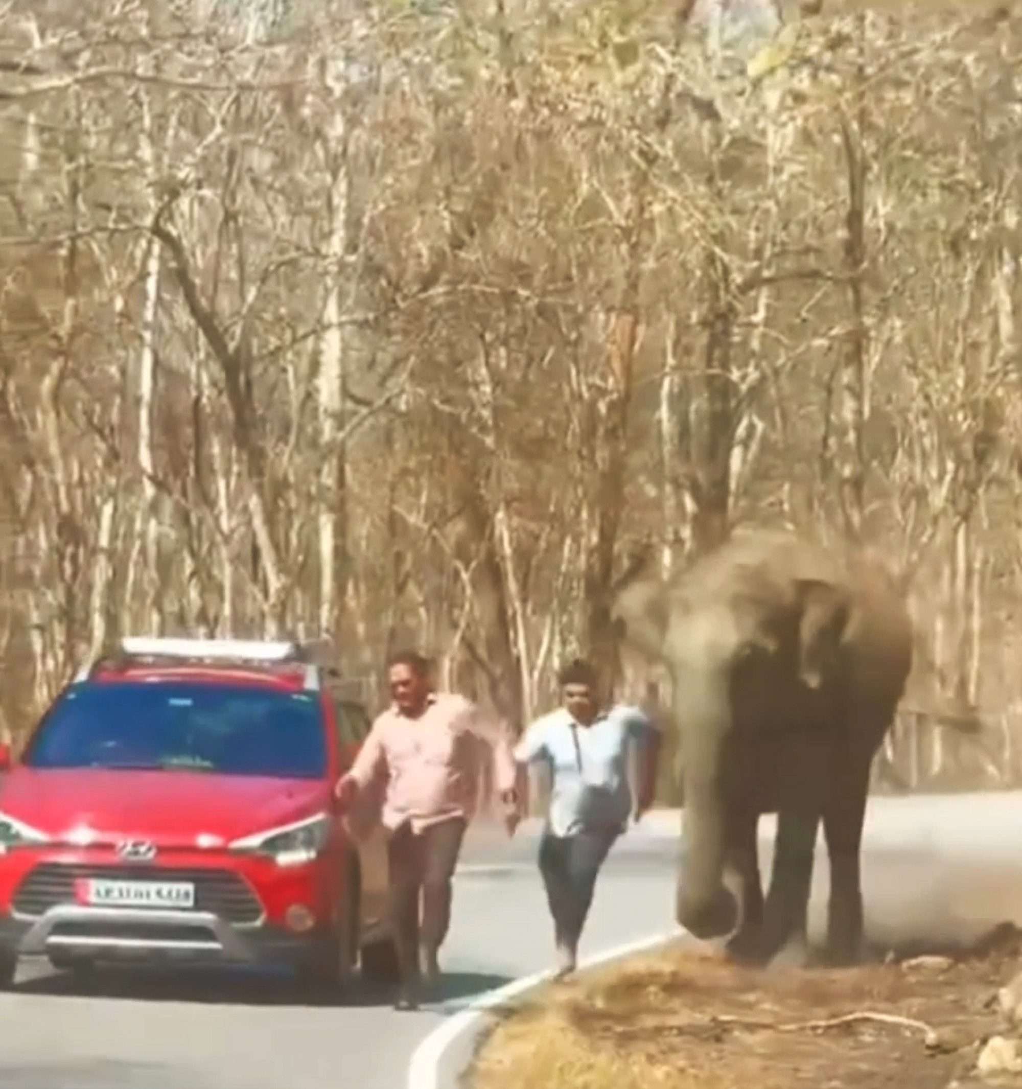 Read more about the article Tusker Storms At Two Men After They Try To Take Selfie With It
