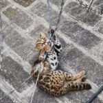 Protected Leopard Cat Rescued By Cops After Getting Stuck In Dangerous Barbed…