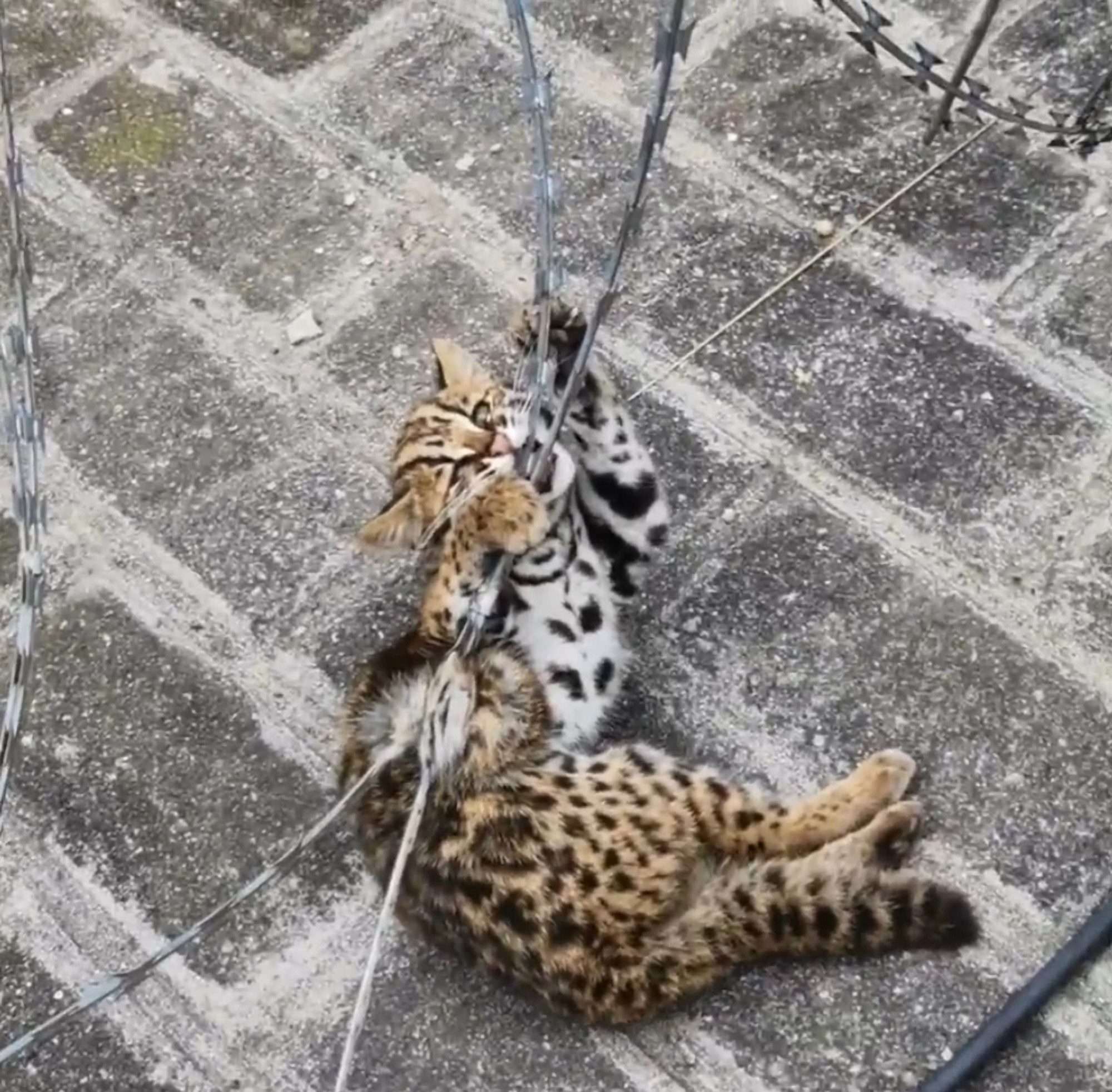 Read more about the article Protected Leopard Cat Rescued By Cops After Getting Stuck In Dangerous Barbed Wire