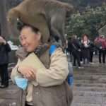 Wild Macaque Rummages Through Woman’s Rucksack Before Running Away With Box Of…