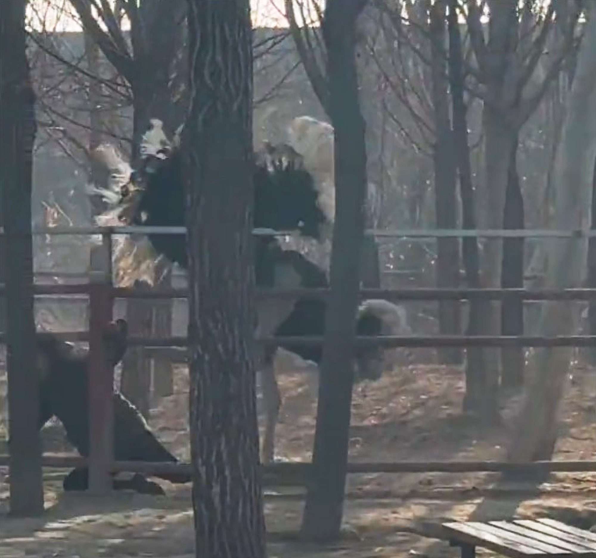 Read more about the article Zookeeper And Ostrich Rough Up Each Other During Curious Playfight
