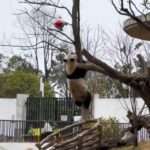 Curious Giant Panda Climbs Tree To Retrieve Flammable Hydrogen Balloon Stuck In…