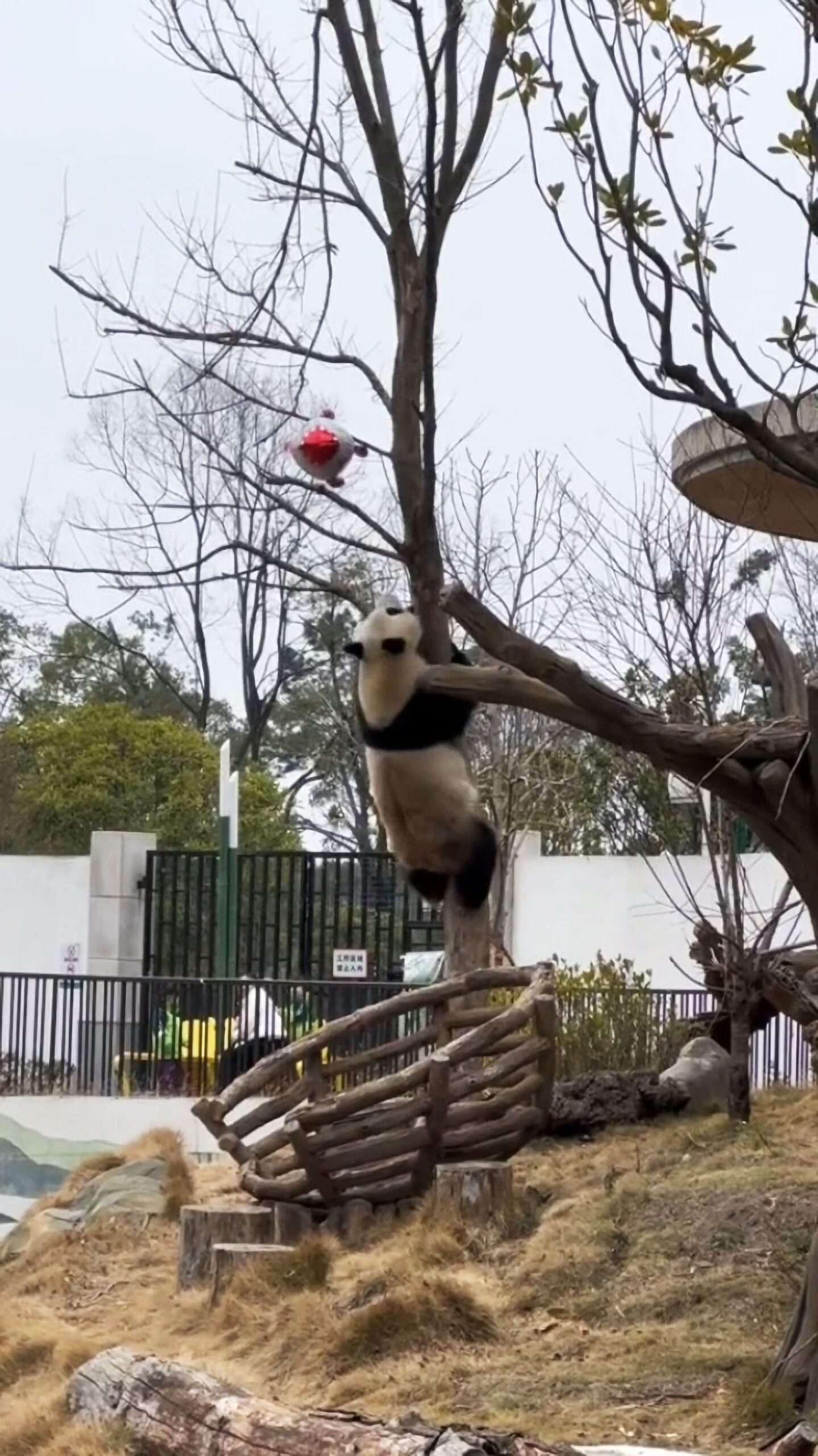 Read more about the article Curious Giant Panda Climbs Tree To Retrieve Flammable Hydrogen Balloon Stuck In Branches And Eats It