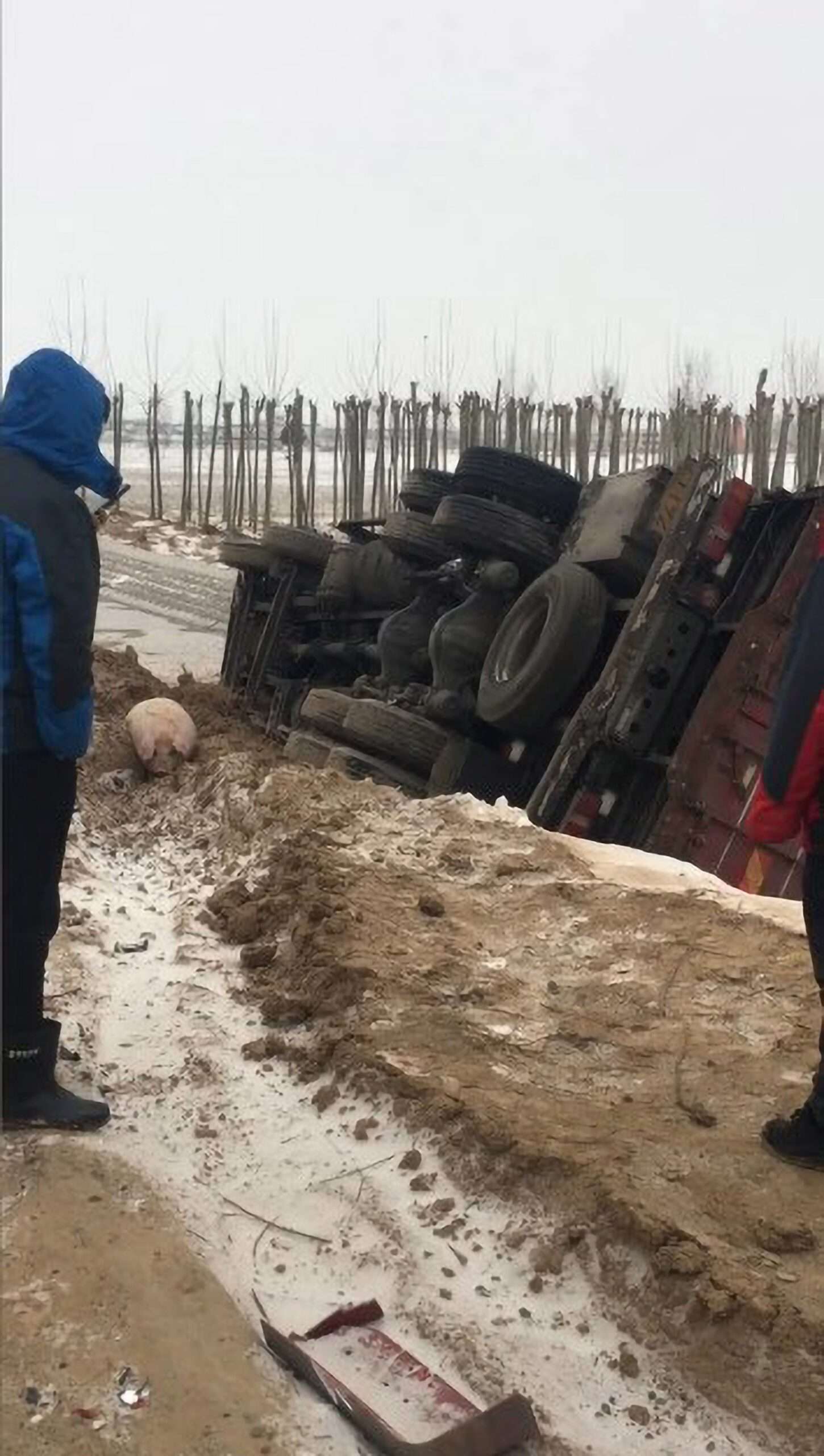 Read more about the article Dozens Of Pigs Freeze To Death After Lorry Transporting Them Crashed Into Icy River