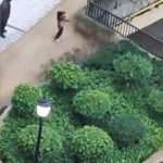 Animal Activists File Complaint After Boy Throws Puppy From Balcony Of High-Rise…