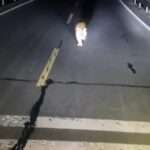 Endangered Siberian Tiger Strolls Down Motorway Leaving Driver Terrified