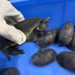 Man Detained After Trying To Smuggle More Than 33 Protected Turtles In…