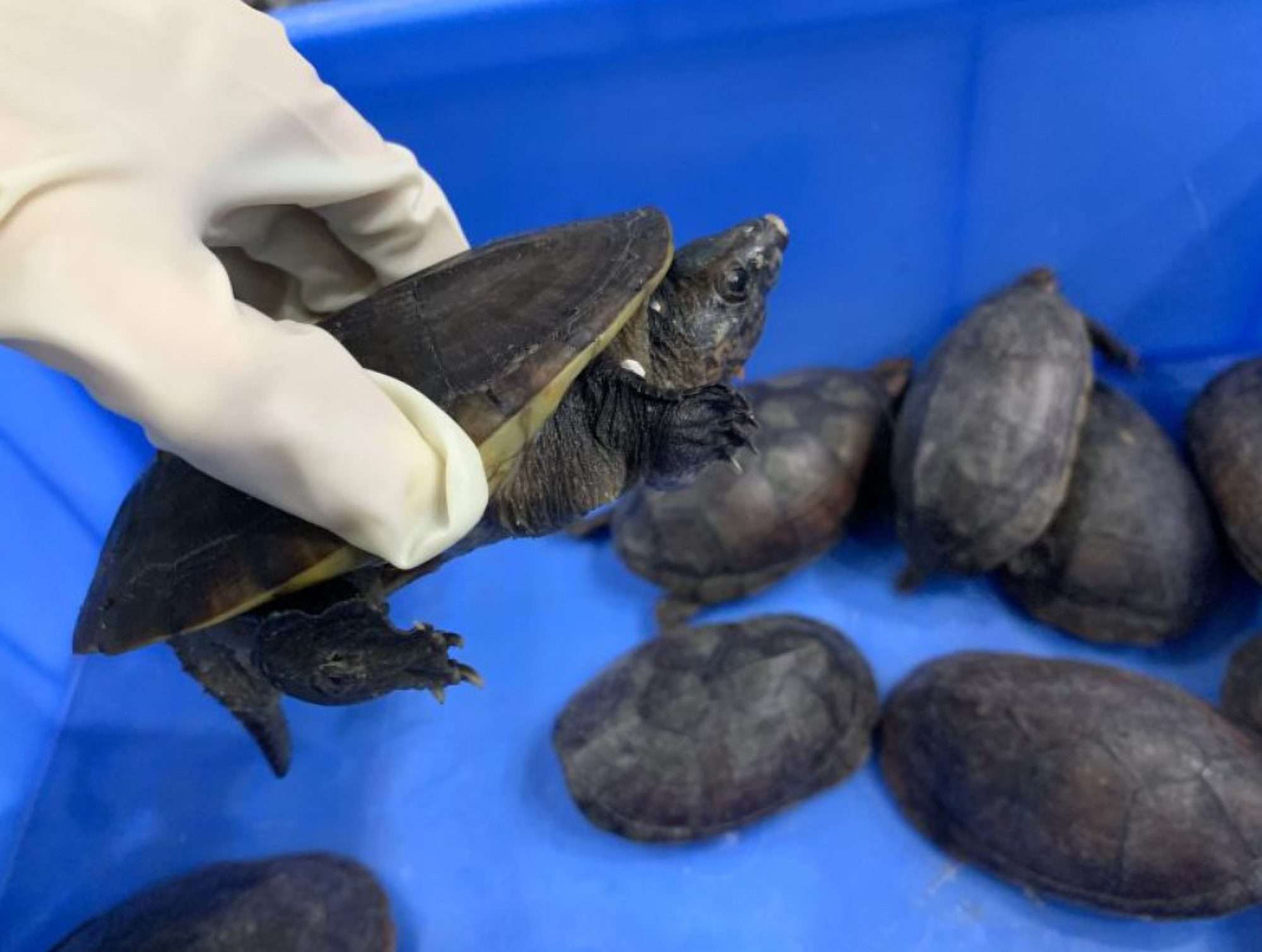 Read more about the article Man Detained After Trying To Smuggle More Than 33 Protected Turtles In Several Days