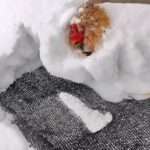 Chicken Incredibly Survives Being Buried Under Snowdrift For Days