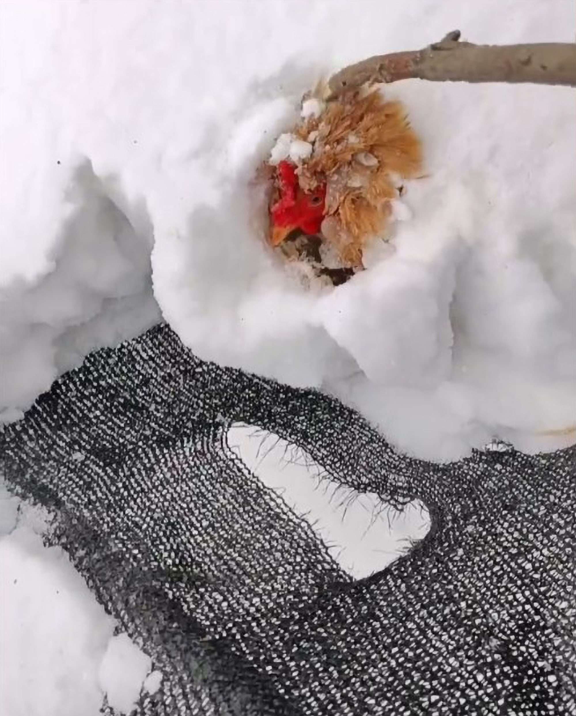 Read more about the article Chicken Incredibly Survives Being Buried Under Snowdrift For Days
