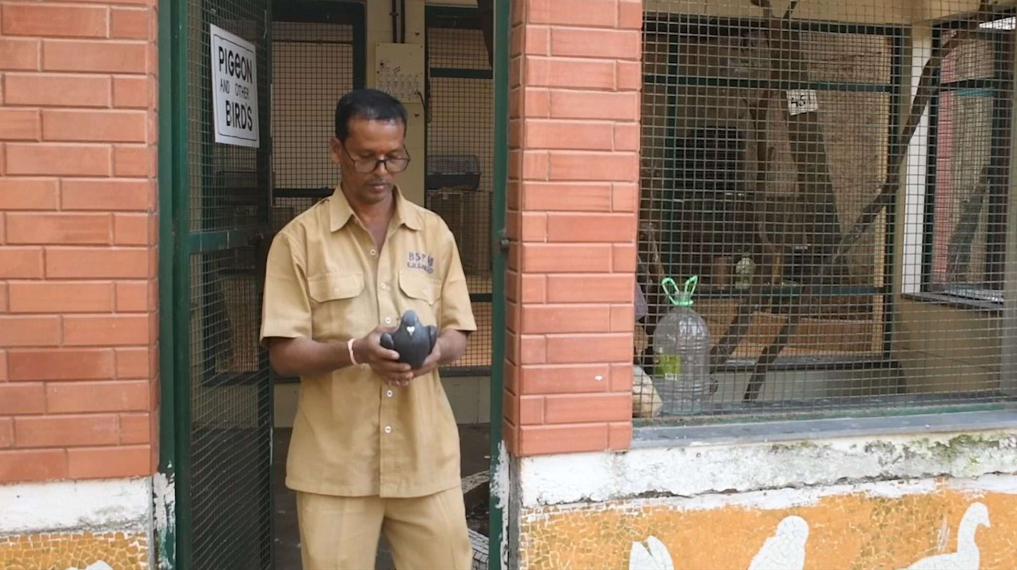 Read more about the article Astonishing Moment Pigeon Suspected Of Spying For China Gets Released After Spending Eight Months In Indian Prison