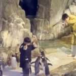 Hilarious Moment Child Feeding Fish To Penguins Jumps Into Pool For A…